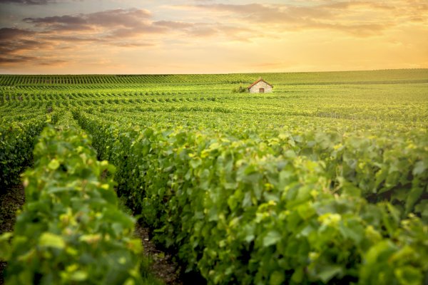Ophorus Tours - A Private Champagne Escape from Paris: Reims, Epernay, Hautvillers & Tastings