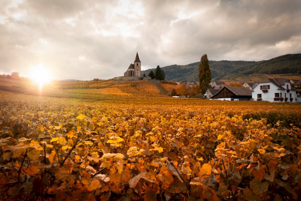 Ophorus Tours - Alsace Wine Discovery Half-Day Vineyard Tour from Strasbourg
