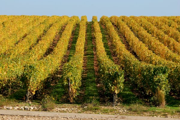 Ophorus Tours - Vouvray Wine Discovery: Vineyard visit & Tasting Trip from Tours