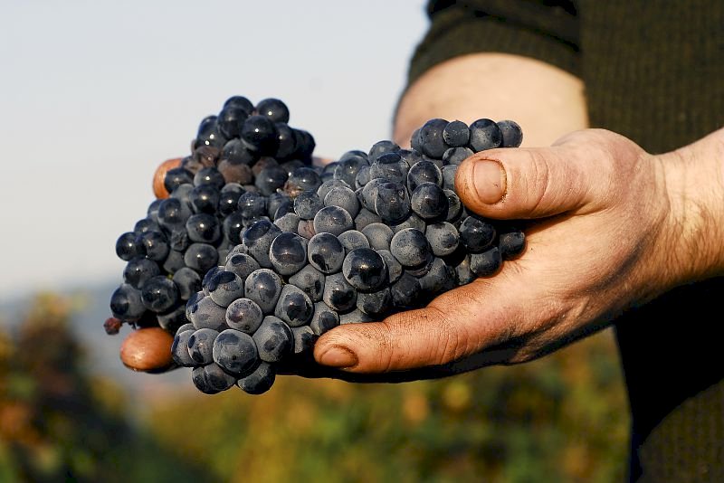 Ophorus Tours - Dijon Wine Tours: Côte de Beaune Half-day Small Group Experience