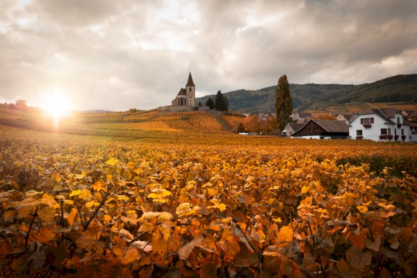 Ophorus Tours - Alsace & Burgundy in 8 Days: Scenic Wine & Cultural Tour in a Small Group Setting