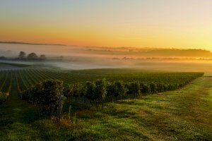 Ophorus Blog - Bordeaux Wine Regions Guide: Médoc, Saint-Émilion, Graves & Sauternes (2026)