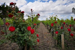 Ophorus Blog - Bordeaux Day Trips vs Multi-Day Travel: What to Choose in 2026