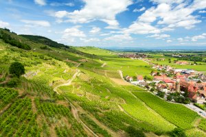 Ophorus Blog - Alsace Wine Route Guide: Villages, Vineyards & How to Visit (2026)