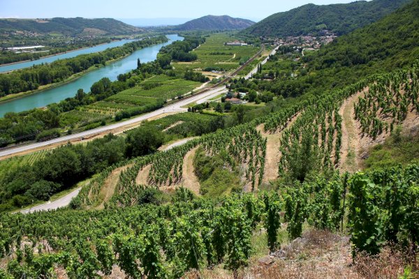 Ophorus Tours - Northern Rhône Delights: Private Full-Day Wine Tour from Lyon