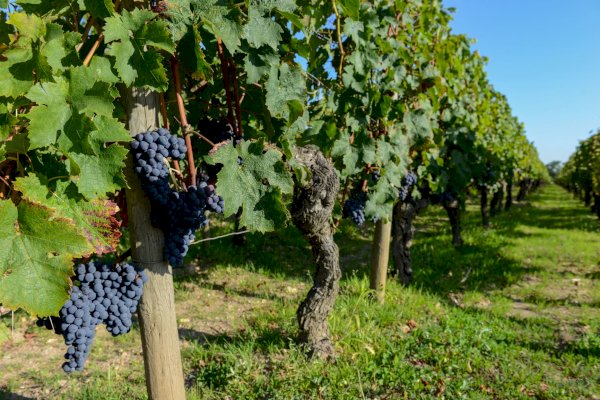 Ophorus Tours - Medoc Wine Exploration Half-Day Bordeaux Vineyard Tour