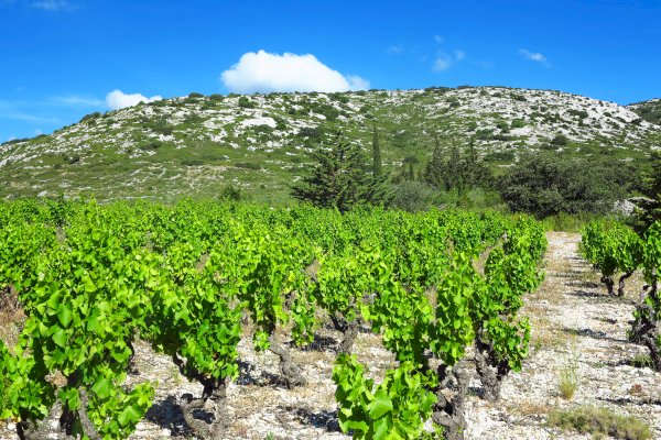Ophorus Tours - From Sète Port Languedoc Wine Tour Shore Excursion private