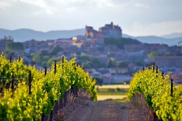 Ophorus Tours - From Port Vendres Port Languedoc Wine Tour Shore Excursion private