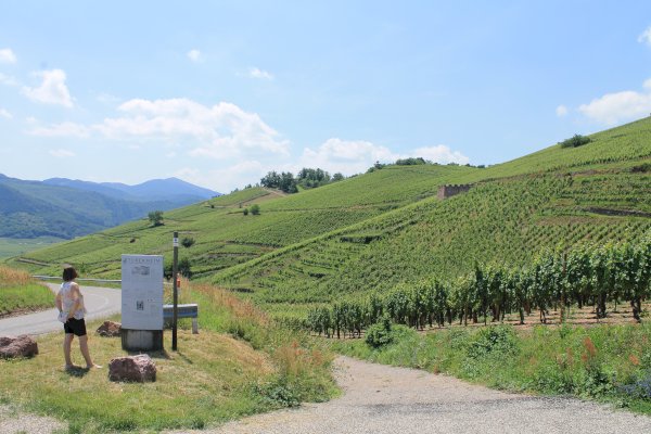 Ophorus Tours - Private Full-Day from Colmar : Exploring the Wines of France and Germany