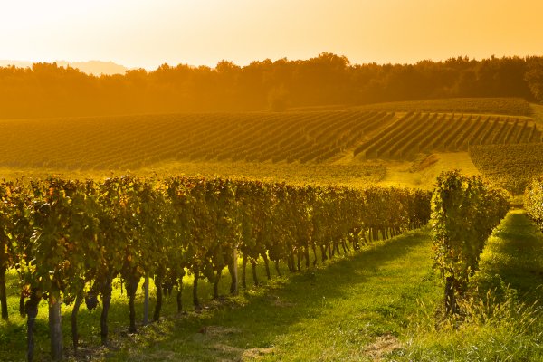 Ophorus Tours - Bordeaux Wine Tour to Saint Emilion From Toulouse